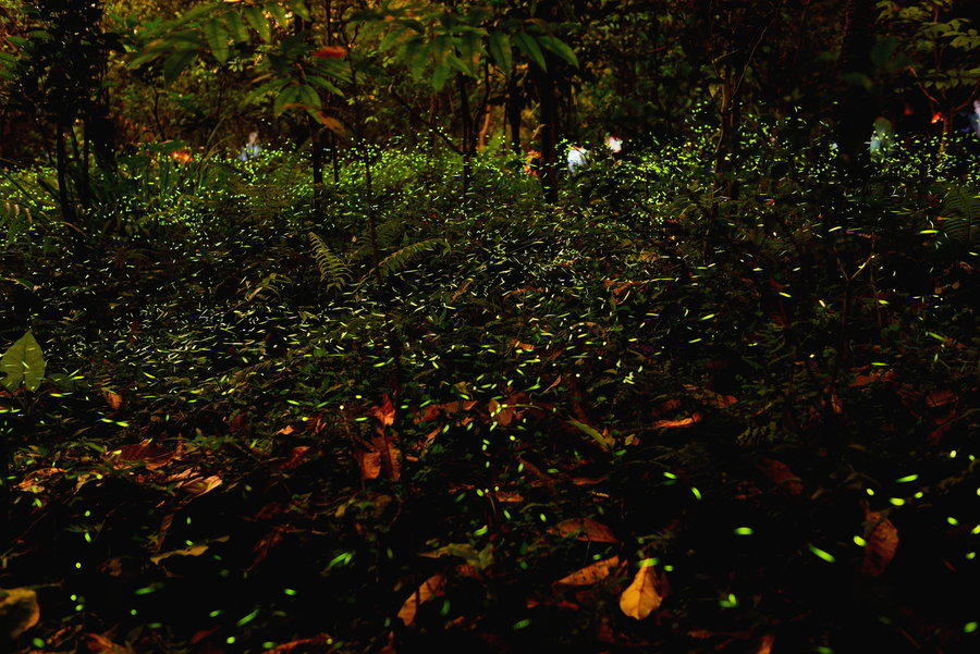 nightlight23 Светлячки в лесу