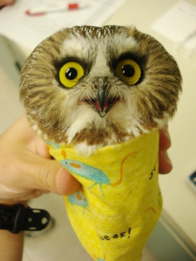 owls11  