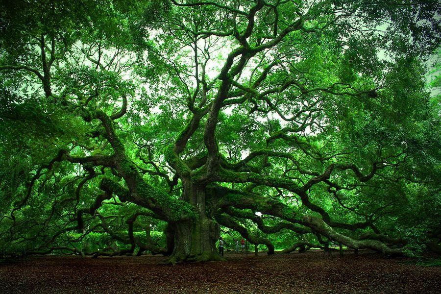 trees01 Самые странные деревья в мире
