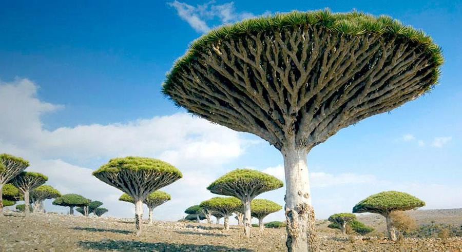 trees02 Самые странные деревья в мире