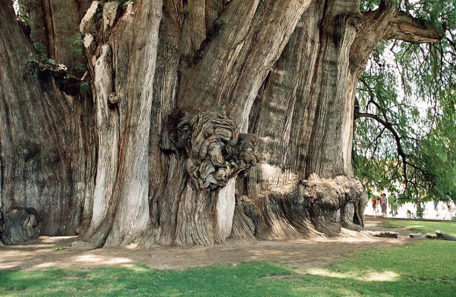 trees15 Самые странные деревья в мире