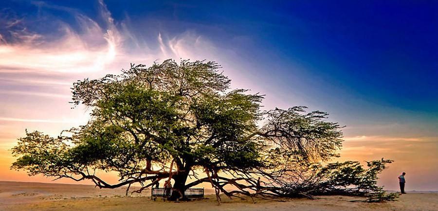 trees18 Самые странные деревья в мире