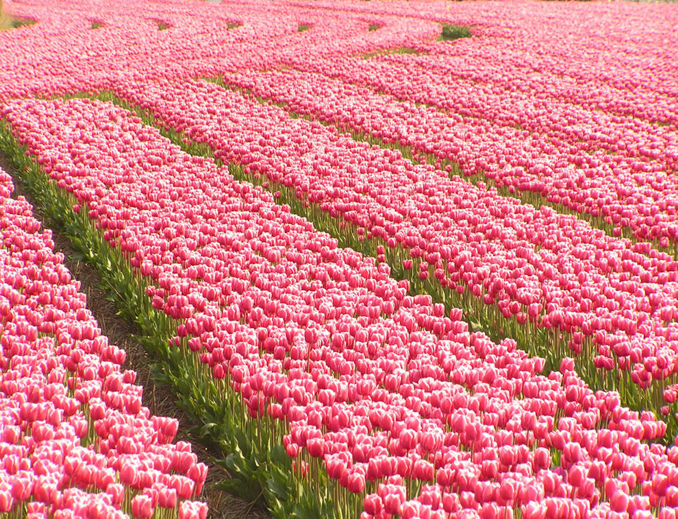 tulips17 Самые яркие тюльпаны со всего света