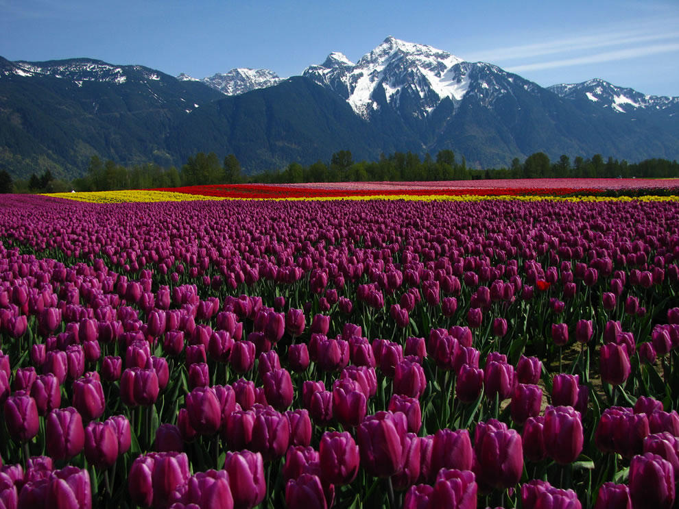 tulips20 Самые яркие тюльпаны со всего света