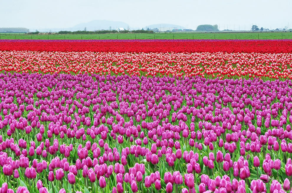 tulips23 Самые яркие тюльпаны со всего света
