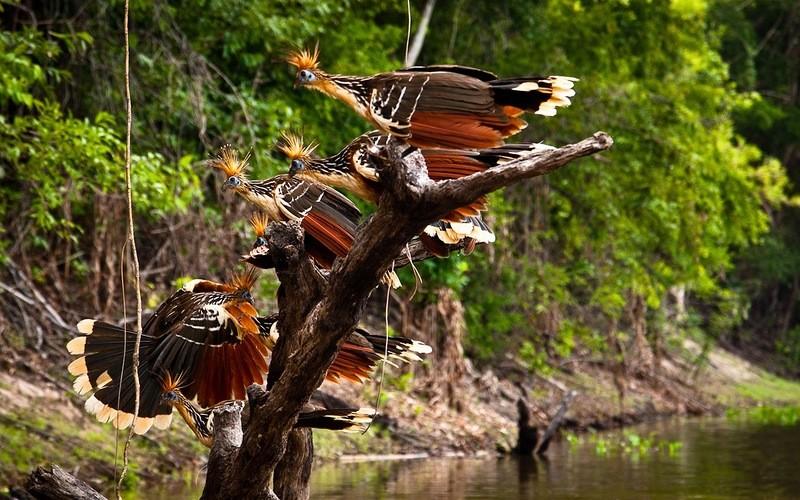 Amazonas06 Большое фотопутешествие по лесам Амазонки