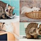 Фотограф и его коты