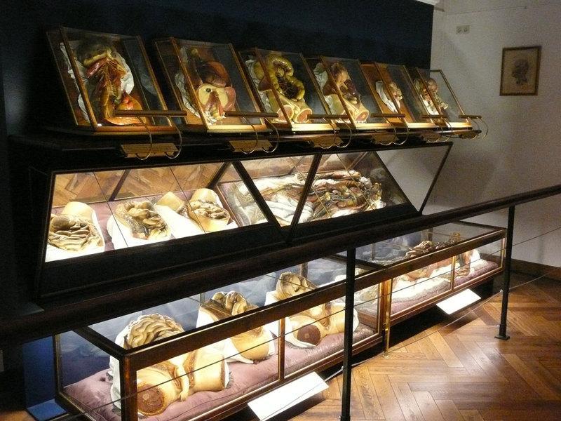 anatomy02 6 самых шокирующих анатомических музеев мира