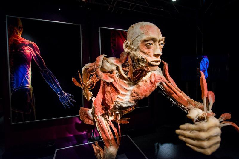 anatomy03 6 самых шокирующих анатомических музеев мира