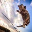 Удивительные летающие кошки
