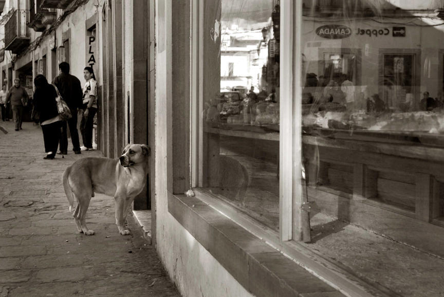 2009 professional 00000858 photo01 resized Выразительные и трогательные портреты уличных собак