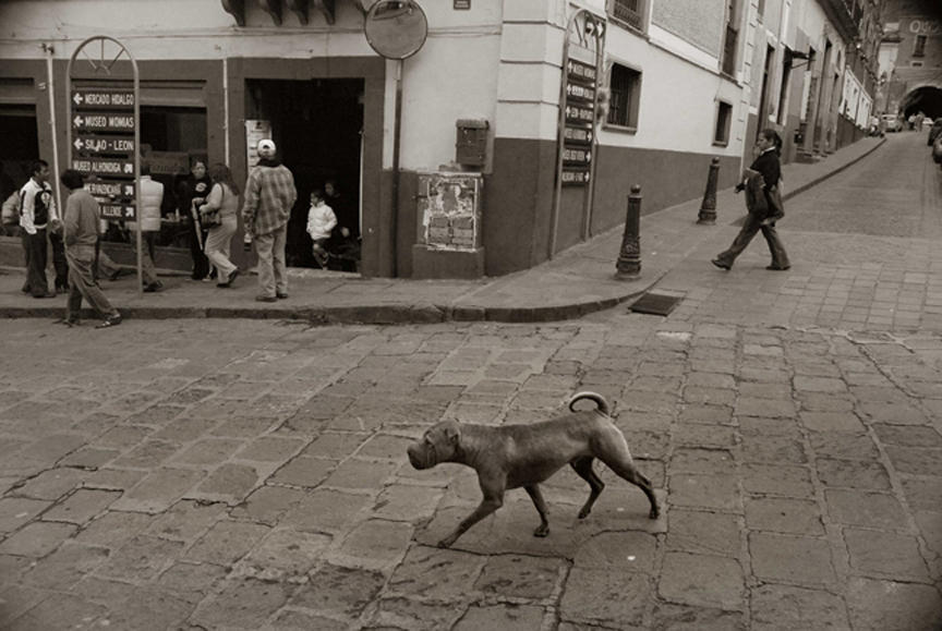 2009 professional 00000858 photo07 resized Выразительные и трогательные портреты уличных собак