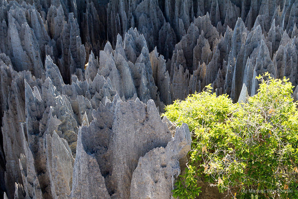 5924046728 af40a35a11 b Каменный лес на Мадагаскаре