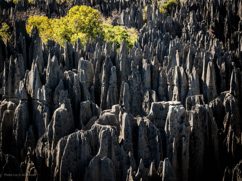 7882085940 cf36b6dc81 b Каменный лес на Мадагаскаре