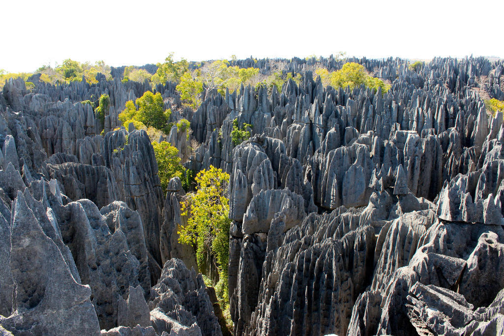 8021612955 b3835284fa b Каменный лес на Мадагаскаре