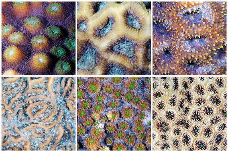 BIGPIC18 Макрофотографии кораллов