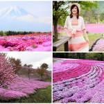BIGPIC19 150x150 Самые красивые фотографии цветения сакуры в 2014 м году