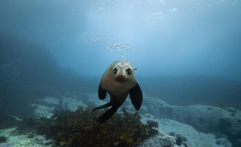 FurSeals01 800x487 Счастливые капские морские котики