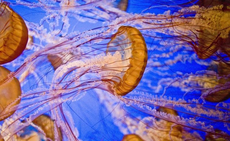 Jellyfish01 800x489 Самые красивые и яркие медузы