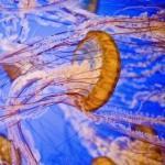 Jellyfish01 800x4891 150x150 Озеро медуз