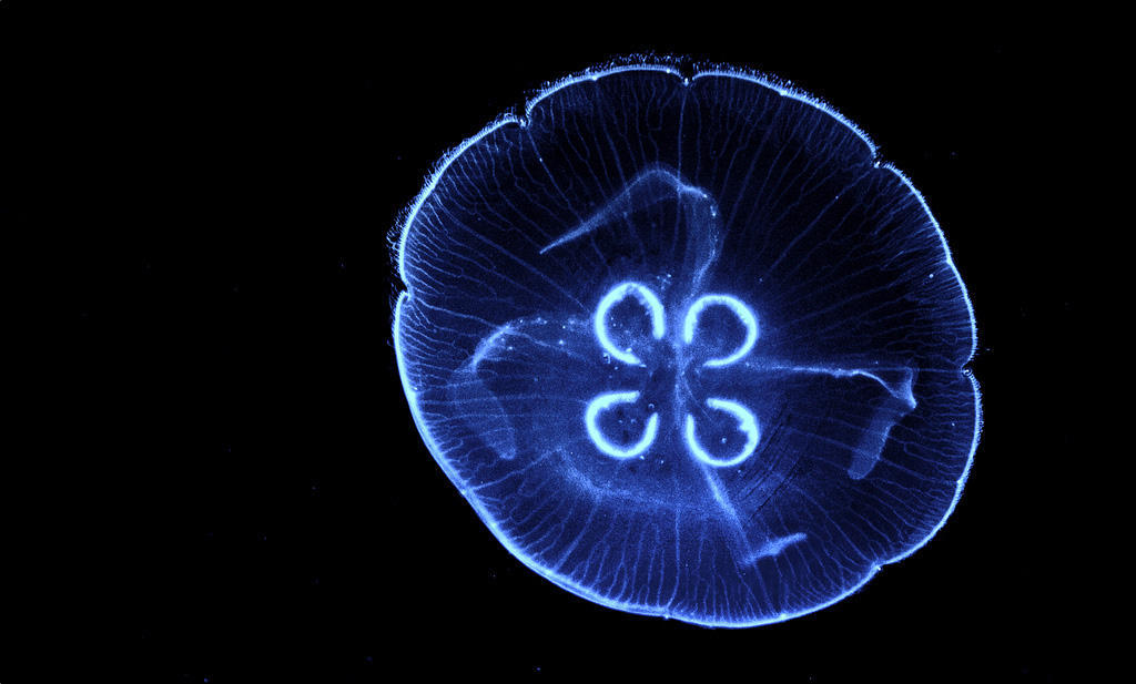 Jellyfish02 Самые красивые и яркие медузы