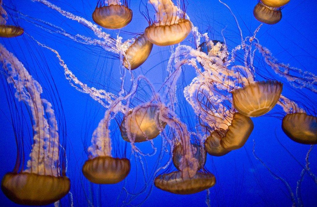 Jellyfish03 Самые красивые и яркие медузы