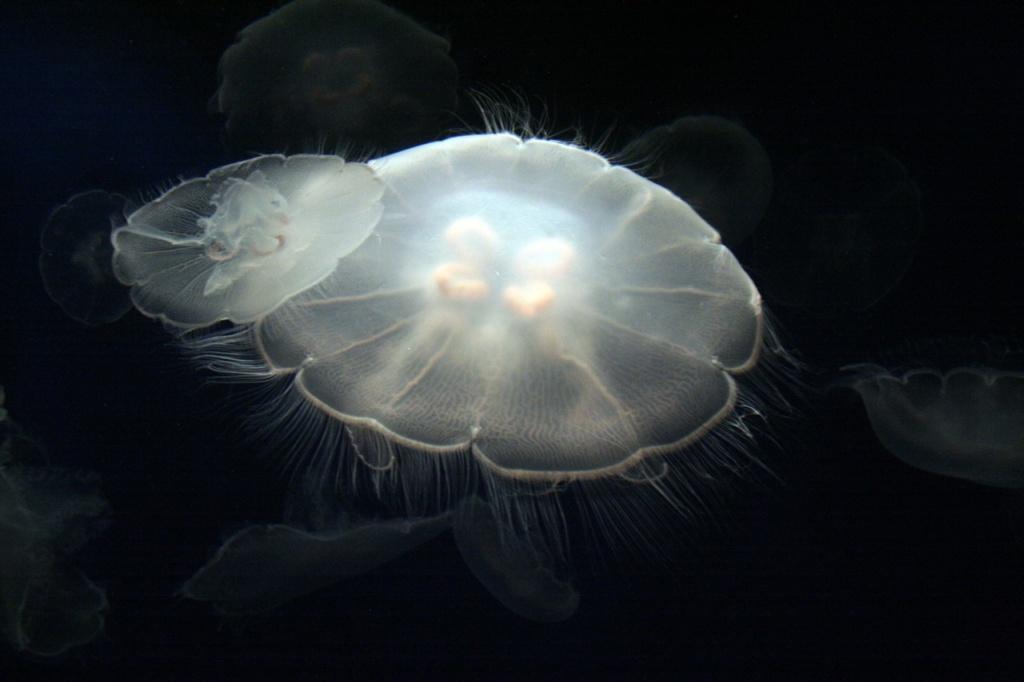 Jellyfish04     