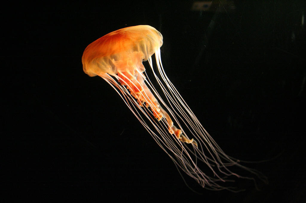 Jellyfish05 Самые красивые и яркие медузы