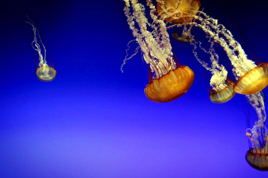Jellyfish06 Самые красивые и яркие медузы