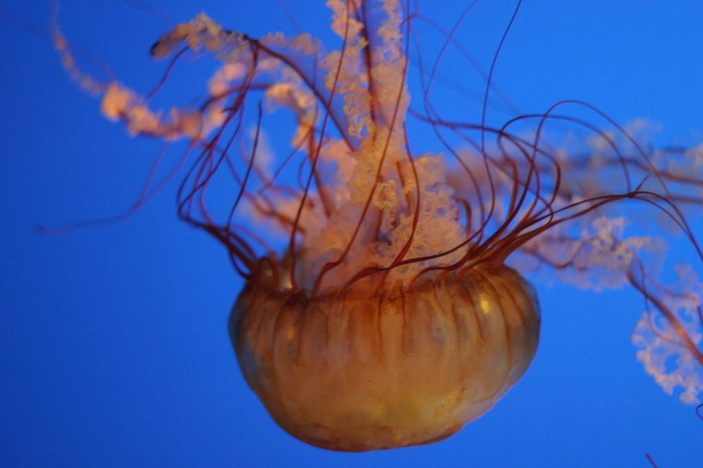 Jellyfish07 Самые красивые и яркие медузы