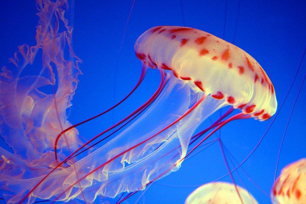Jellyfish08 Самые красивые и яркие медузы