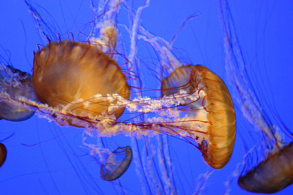 Jellyfish09 Самые красивые и яркие медузы