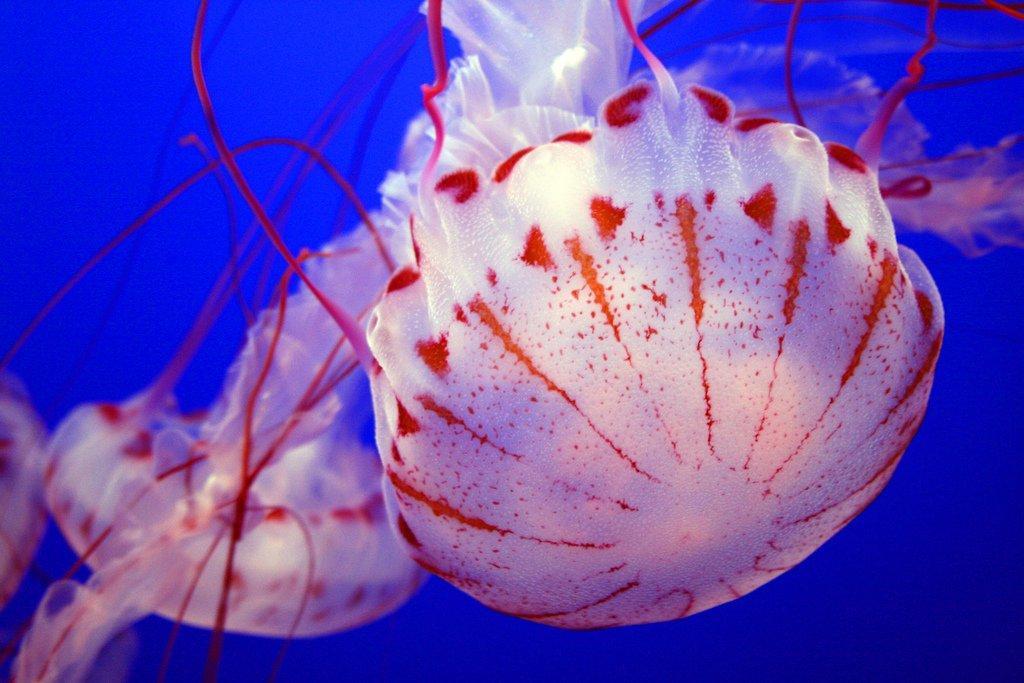 Jellyfish10 Самые красивые и яркие медузы