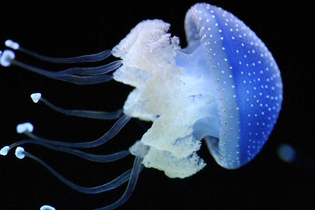 Jellyfish11 Самые красивые и яркие медузы