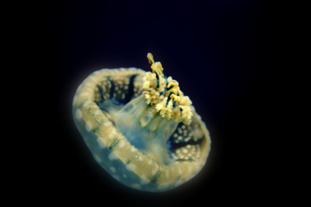 Jellyfish13 Самые красивые и яркие медузы