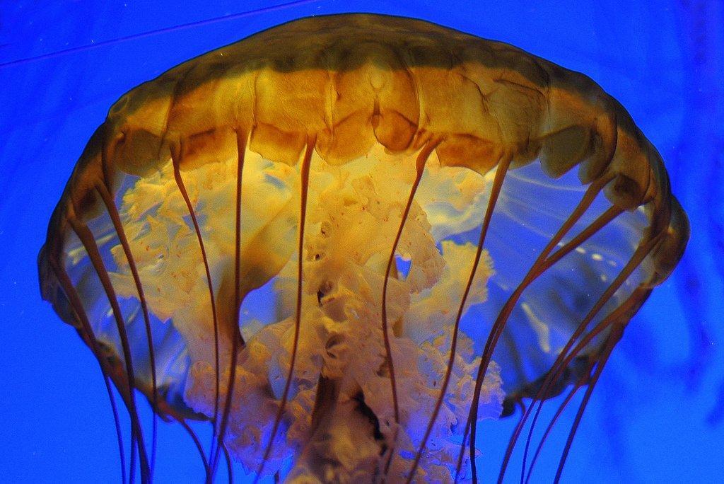 Jellyfish14 Самые красивые и яркие медузы