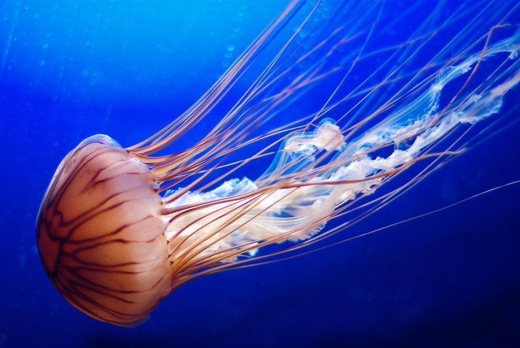 Jellyfish15 Самые красивые и яркие медузы