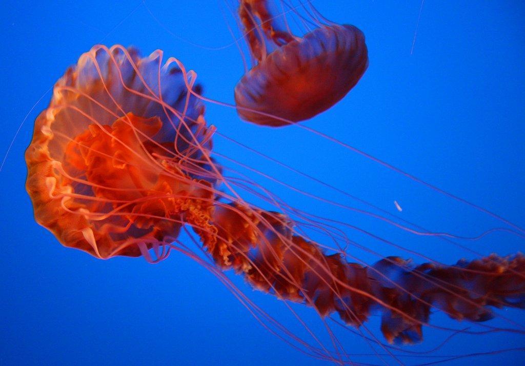 Jellyfish16 Самые красивые и яркие медузы