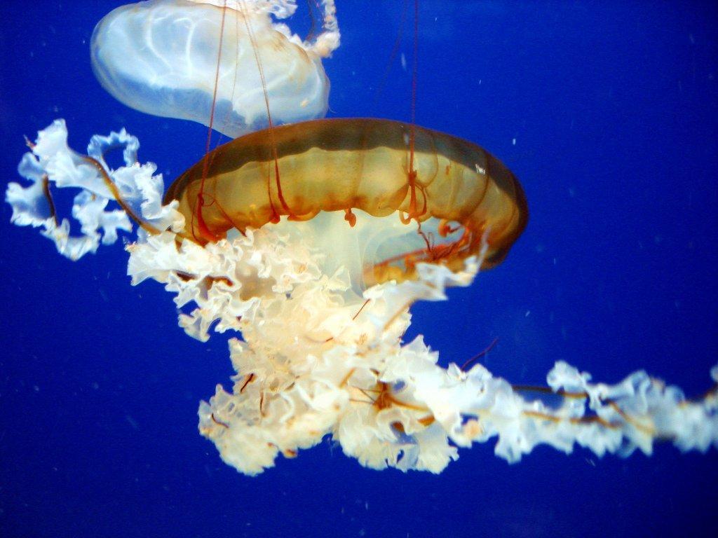 Jellyfish17 Самые красивые и яркие медузы