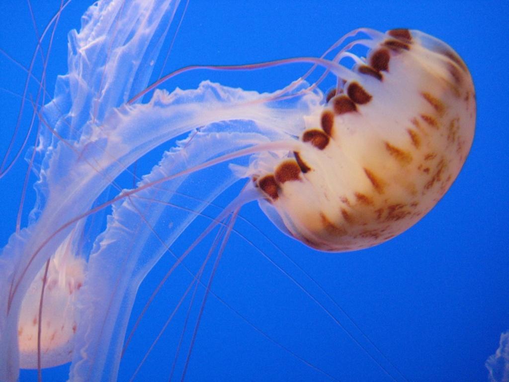 Jellyfish18 Самые красивые и яркие медузы