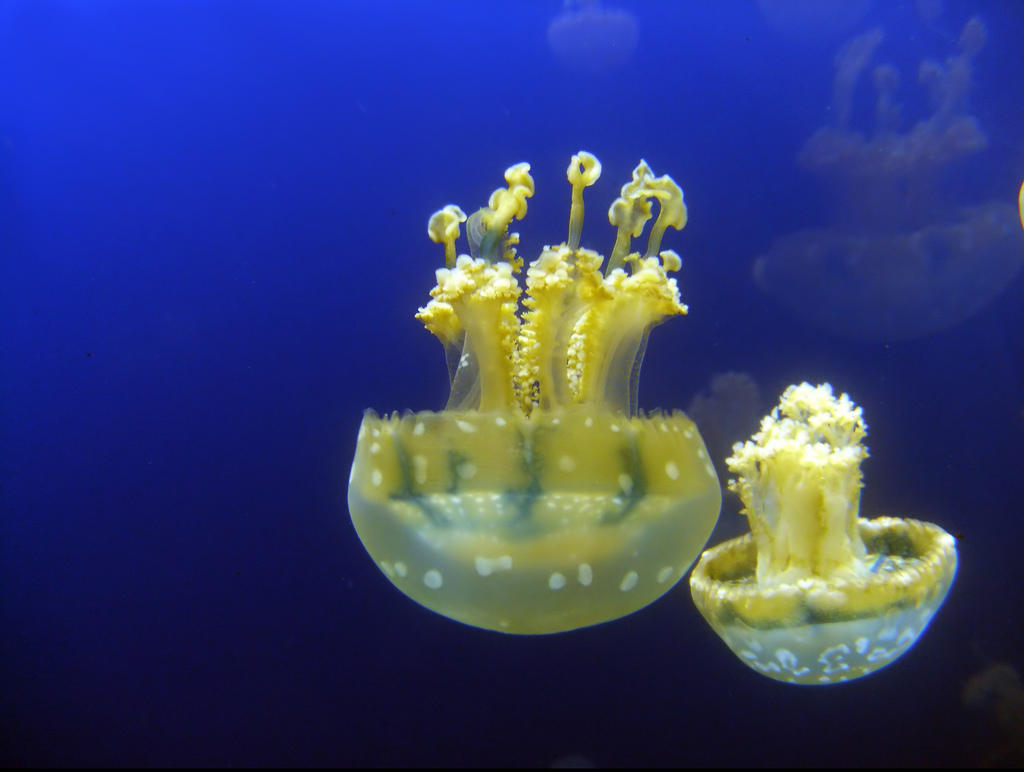Jellyfish19 Самые красивые и яркие медузы