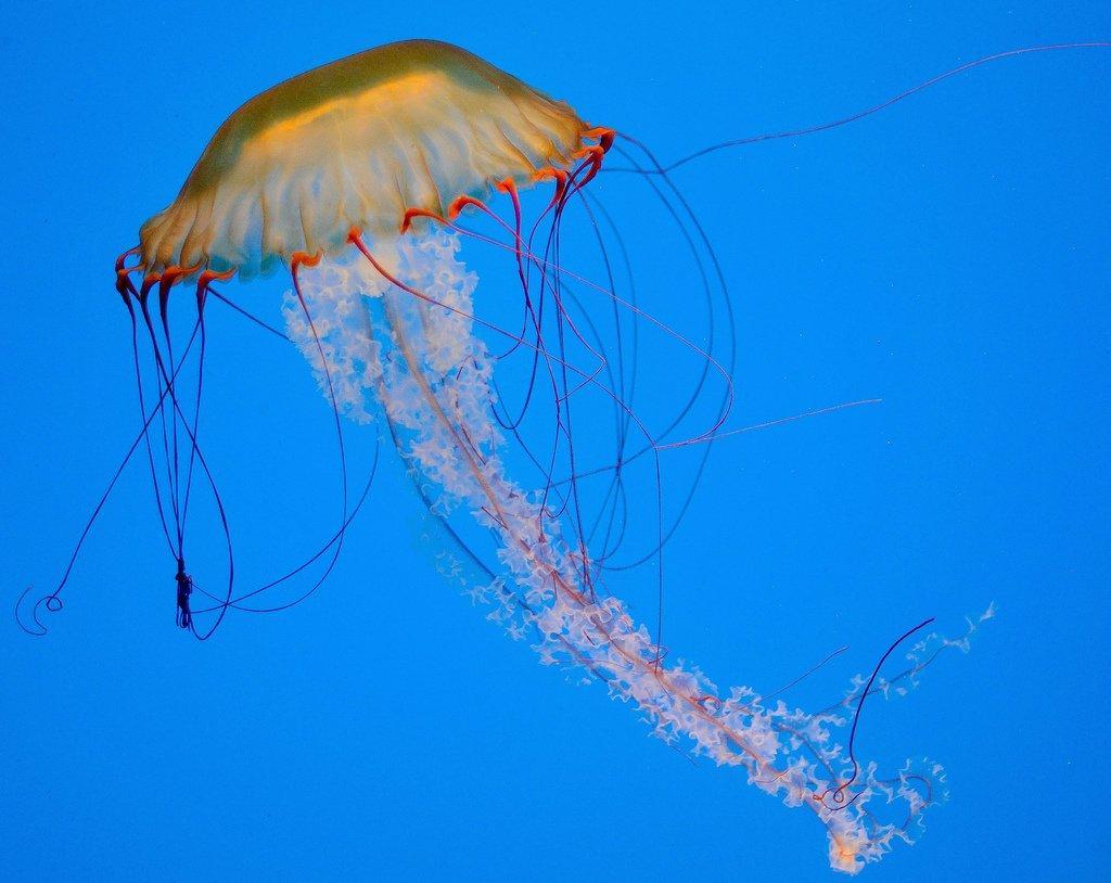 Jellyfish20 Самые красивые и яркие медузы