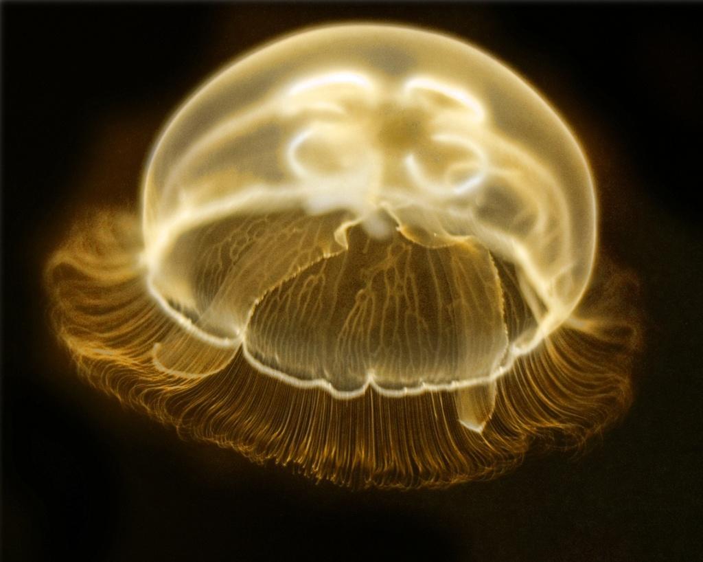 Jellyfish21 Самые красивые и яркие медузы