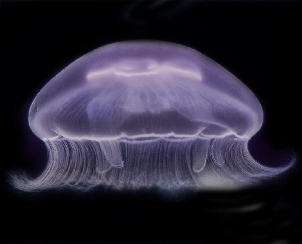 Jellyfish22 Самые красивые и яркие медузы