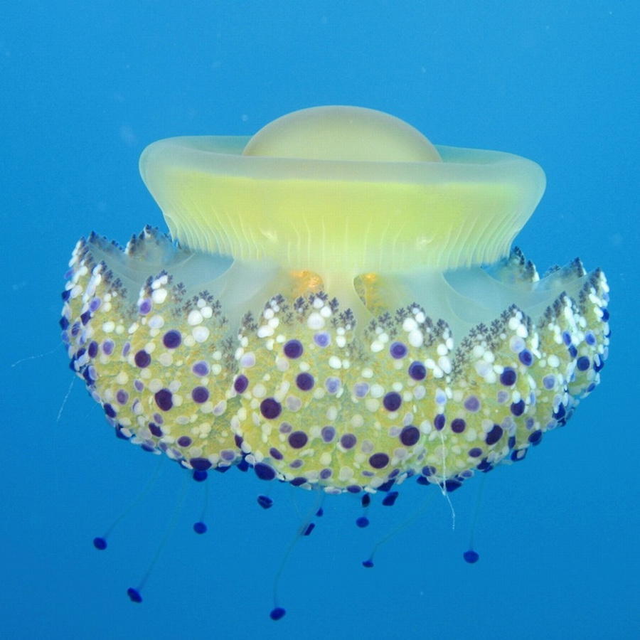 Jellyfish23     