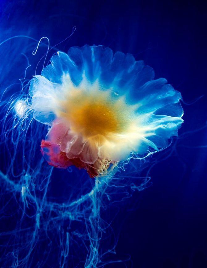 Jellyfish25     