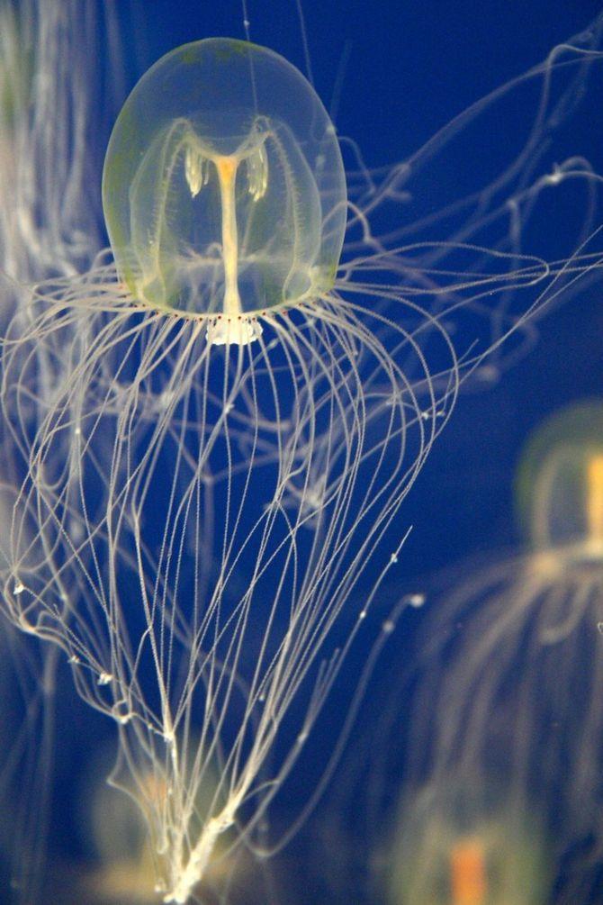 Jellyfish26 Самые красивые и яркие медузы