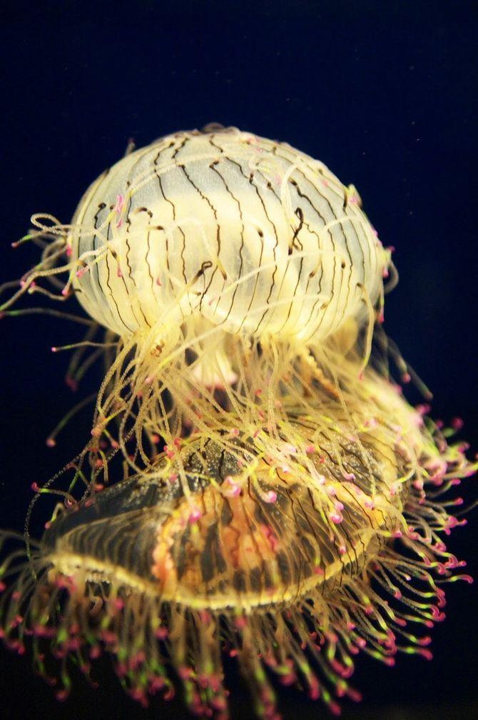 Jellyfish27 Самые красивые и яркие медузы