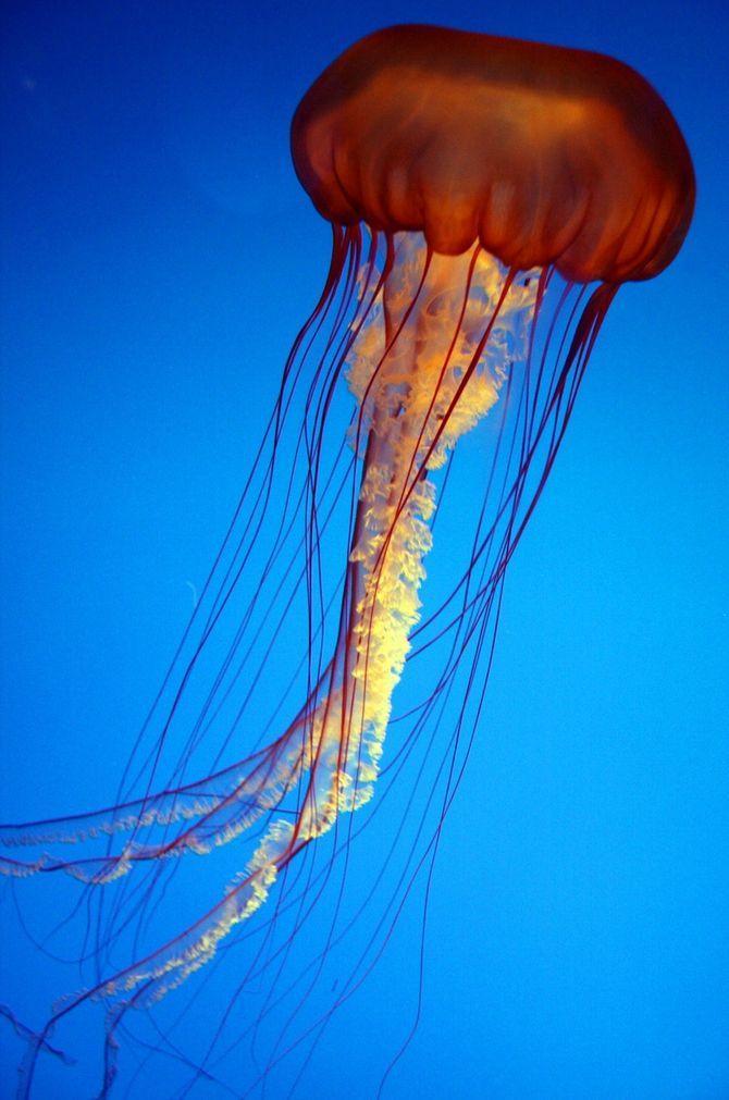 Jellyfish28 Самые красивые и яркие медузы