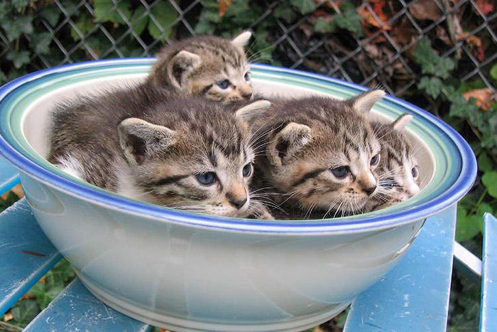 Kitten Bowl by Chance87 Кошки   это жидкость, есть доказательства
